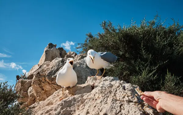 Turist Penon de Ifach Doğal Parkı 'nda martıları besliyor. Penon de Ifach, Calpe, Alicante, İspanya.