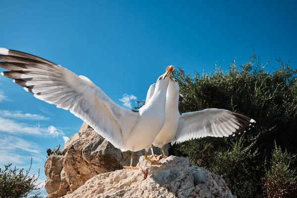 Turist Penon de Ifach Doğal Parkı 'nda martıları besliyor. Penon de Ifach, Calpe, Alicante, İspanya.