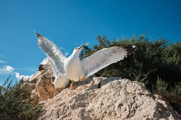 Turist Penon de Ifach Doğal Parkı 'nda martıları besliyor. Penon de Ifach, Calpe, Alicante, İspanya.