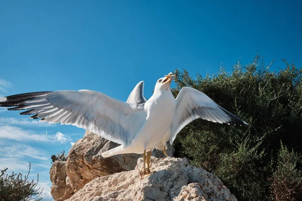 Turist Penon de Ifach Doğal Parkı 'nda martıları besliyor. Penon de Ifach, Calpe, Alicante, İspanya.