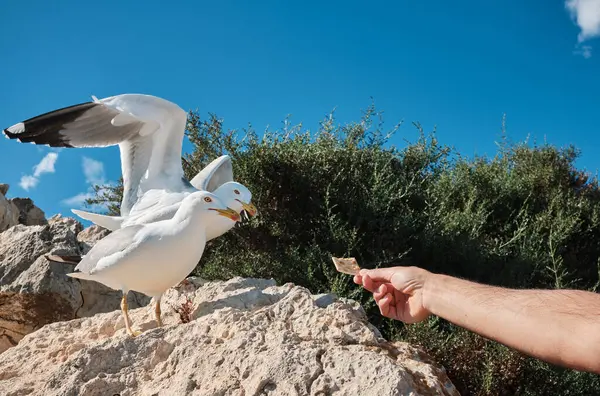 Turist Penon de Ifach Doğal Parkı 'nda martıları besliyor. Penon de Ifach, Calpe, Alicante, İspanya.