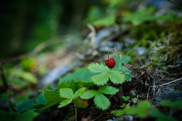 Wild Strawberries Bush Forest Close Ripe Red Fruits Strawberry — Stock Photo, Image
