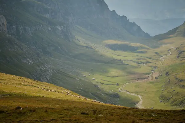 Beautiful mountain terrain in Bucegi National Park, featuring a mountain landscape with a green meadow, sharp rocks, and a flock of sheep on the horizon.
