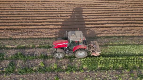 雑草からのトラクターの機械類の仕事 維持およびクリーニング農業分野 農民が車で土地を所有している 空中ドローン スローモーションビデオ サイドビュー — ストック動画