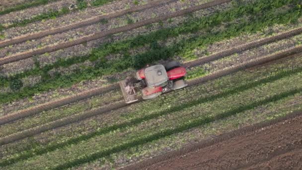 雑草からのトラクターの機械類の仕事 維持およびクリーニング農業分野 農民が車で土地を所有している 空中ドローン スローモーションビデオ 上下ビュー — ストック動画