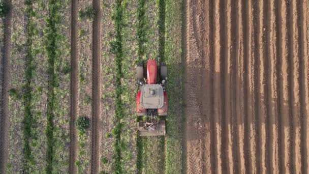 Máquinas Trator Trabalhando Fazendo Manutenção Limpeza Agricultura Campo Ervas Daninhas — Vídeo de Stock