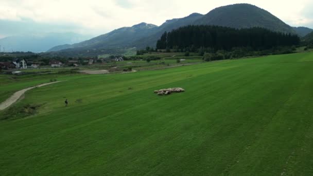 Rekaman Drone Dari Kawanan Domba Besar Kawanan Domba Besar Merumput — Stok Video