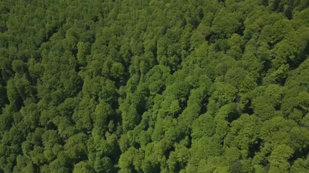 Беспилотник Пролетает Над Зеленым Карпатским Лесом Видом Национальный Парк Бучеги — стоковое видео
