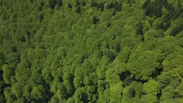 Drone Voa Sobre Uma Floresta Verde Dos Cárpatos Com Vista — Vídeo de Stock