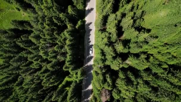 空中ショットドローンは スプルースの木の間に白い車を追跡しています 自然の中での車の旅 — ストック動画
