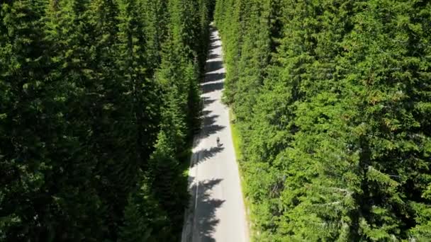 スプルースの森を通って道路を走る少女のサイクリストに続く無人機 バージニア国立公園でのサイクリングアドベンチャー 女性のサイクリストは 空の山道でトレーニングしています スポーツモチベーションビデオ — ストック動画