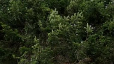 Yeşil orman, köknar ağaçları güçlü bir rüzgarda sallanıyor. Firavun dalları rüzgarda savrulur ve yemyeşil yapraklar oluşturur. Yeşil çam ağacı dalları hafif esintide sallanır.