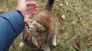 Kedi şefkatle elini okşardı. Kızıl bir kediyi nazikçe okşayan bir adamın yakın çekimi..