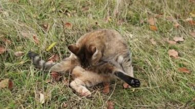 Kedi dışarıda kendini dağ zeminiyle yıkıyor. Kedi dışarıda oynuyor. Hayvan davranışları. Doğada dinlenen sevimli bir kedi. Bir kedi titiz bir özenle kendini tımar ediyor..