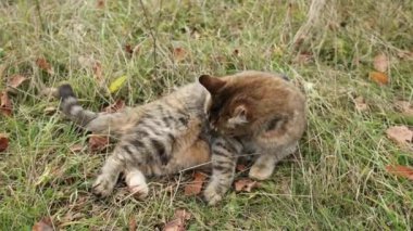 Kedi dışarıda kendini dağ zeminiyle yıkıyor. Kedi dışarıda oynuyor. Hayvan davranışları. Doğada dinlenen sevimli bir kedi. Bir kedi titiz bir özenle kendini tımar ediyor..