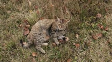 Kedi dışarıda kendini dağ zeminiyle yıkıyor. Kedi dışarıda oynuyor. Hayvan davranışları. Doğada dinlenen sevimli bir kedi. Bir kedi titiz bir özenle kendini tımar ediyor.