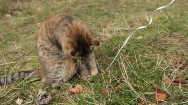Sonbahar sezonu boyunca yeşil çimlerde oynayan bir sokak kedisini yakın plan videosu. Dağların arka planında oynaşan neşeli bir kedi..