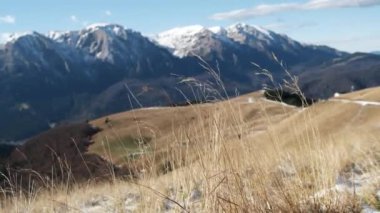 Güneşli bir kış gününde rüzgarda sallanan doğal sarı çimenlerin ve Bucegi dağlarının arka planında kayalık dağların görüntüsü. Karla kaplı dağları olan güzel kış manzarası.