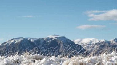 Güneşli bir kış gününde rüzgarda sallanan doğal sarı çimenlerin yakın plan görüntüleri ve Bucegi dağlarının arka planında kayalık dağlar. Karla kaplı dağları olan güzel kış manzarası.