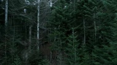Ormanda yeşil köknar ağaçları. Hareketli video. Kozalaklı köknar ağaçları. Romanya 'nın Karpat Dağları' ndaki firavun ağaçları ormanı.