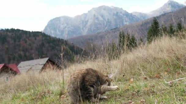 Macska Mossa Magát Kívül Hegyek Háttér Cat Kint Játszik Állati — Stock videók