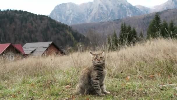 山の背景で自分自身を洗うキャット 猫は外で遊んでいる ペットの行動 自然の背景で休んでいるかわいい猫 細心の注意を払って成長する猫 — ストック動画