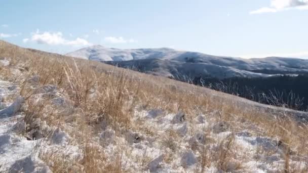 在一个阳光明媚的冬日里 自然黄色的草地在风中摇曳 背景是石山 美丽的冬季风景 雪山覆盖 — 图库视频影像