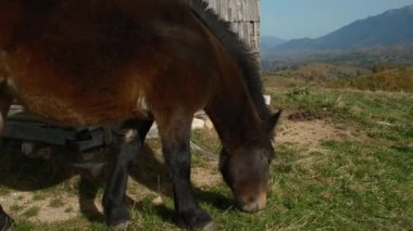 At yeşil çimlerde otluyor. Dağ çevresinde at otluyor. Güzel kahverengi at, bir dağ manzarasının arka planında. Romanya 'nın Karpat Dağları