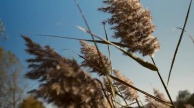 Ortak Reed. Reed, günbatımında rüzgarda savrulan pipetler. Sıcak havanın huzurlu bir resmi. Turuncu sarı saman bitkileri. Sazlıklar güçlü rüzgarda çırpınır.