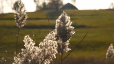 Ortak Reed. Reed, günbatımında rüzgarda savrulan pipetler. Sıcak havanın huzurlu bir resmi. Turuncu sarı saman bitkileri. Sazlıklar güçlü rüzgarda çırpınır.