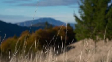 Güneşli bir yaz gününde rüzgarda sallanan doğal sarı çimenlerin yakın plan çekimi ve Romanya 'nın Bucegi dağlarında kayalık dağlar.
