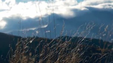 Güneşli bir yaz gününde rüzgarda sallanan doğal sarı çimenlerin yakın plan çekimi ve Romanya 'nın Bucegi dağlarında kayalık dağlar.