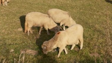 Sonbahar boyunca otlayan koyunların yakın çekimi. Yeşil çayırlarda otlayan koyun sürüsü. Koyun sürüsü birlikte yürüyor..