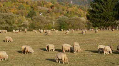 Sonbahar boyunca otlayan koyunların yakın çekimi. Yeşil çayırlarda otlayan koyun sürüsü. Koyun sürüsü birlikte yürüyor..
