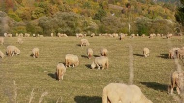 Sonbahar boyunca otlayan koyunların yakın çekimi. Yeşil çayırlarda otlayan koyun sürüsü. Koyun sürüsü birlikte yürüyor..