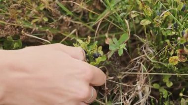 Bir adam çalılıktan yaban mersini topluyor. Dağdaki Bilberry 'ler. Vahşi Bilberry 'ler. Corymbosum aşısı. Karpatlar dağları.