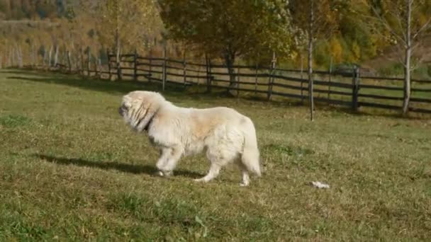 白色的狗在草地上散步 可爱的狗在山上享受温暖的天气 — 图库视频影像