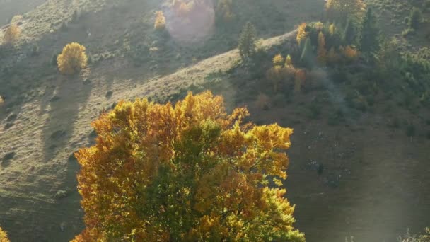 秋の森で黄色い葉が付いている美しい木 カラフルな秋の葉 ゴールデンウィーク 公園の森の紅葉を眺める 風に錆びている フォールシーズン — ストック動画