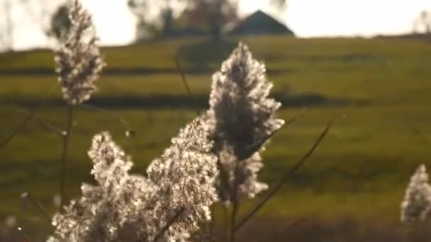 Common Reed Pajitas Caña Balanceándose Viento Atardecer Imagen Pacífica Clima — Vídeos de Stock
