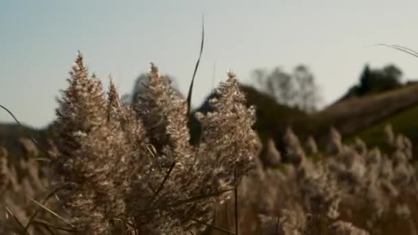 Common Reed Pajitas Caña Balanceándose Viento Atardecer Imagen Pacífica Clima — Vídeos de Stock