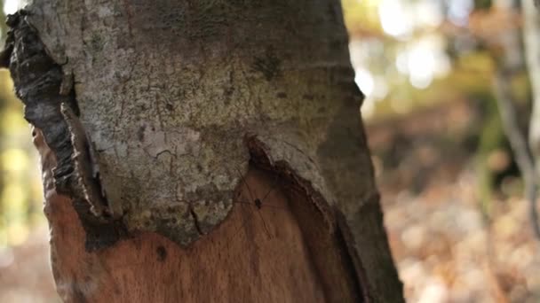 Araña Moviéndose Sobre Árbol Fondo Vida Silvestre Forestal Otoño Mañana — Vídeos de Stock
