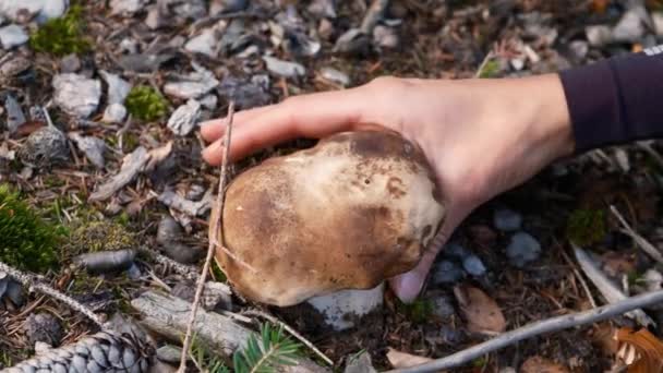 Sezon Zbieranie Grzybów Porcini Ręka Zrywa Porcini Mushroom Świeży Borowik — Wideo stockowe