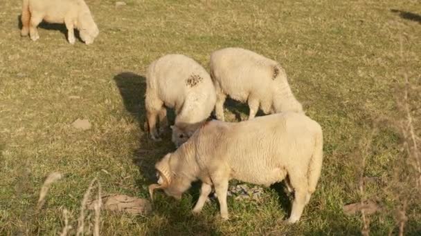 Domba Close Memakan Rumput Hijau Selama Musim Gugur Kawanan Domba — Stok Video