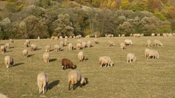 小羊在秋天吃青草 成群的羊在绿色的草地上吃草 羊群成群结队地走着 — 图库视频影像