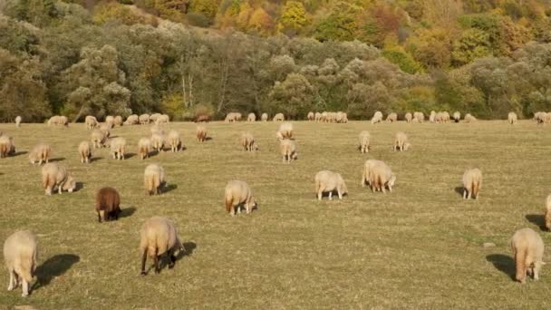 Ovelhas Close Grama Verde Durante Outono Rebanho Ovelhas Pastando Prado — Vídeo de Stock