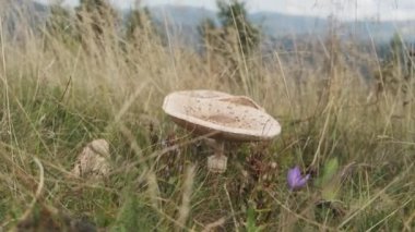 Yeşil çimenlerin arasında şemsiye mantarları büyüyor. Macrolepiota procera. Sahada mantar topluyorum. Mantar tarlama