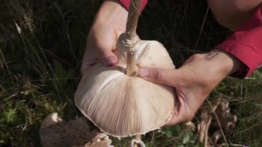 Kadın eli şemsiyeli mantarı kırar. Macrolepiota procera. Sahada mantar topluyorum. Mantar mantarı. Parasol mantarları yeşil otların arasında yetişiyor. Mantar avcısını memnun eden bir manzara..