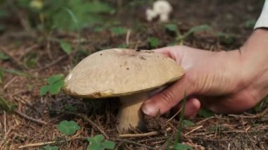 Porcini Mantar konsepti. Kafa toplama mevsimi geldi. Sonbahar ormanında olgun porcini mantarları (boletus veya cep). 