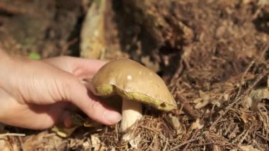 Porcini Mantar konsepti. Kafa toplama mevsimi geldi. Sonbahar ormanında olgun porcini mantarları (boletus veya cep). 