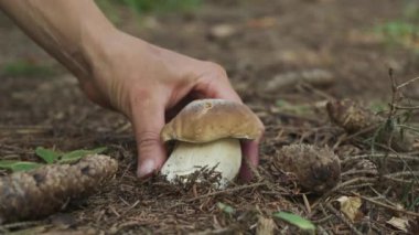 Porcini mantarı toplayan kadınların ellerini kapat. Elleri domuz mantarı büküyor. Mantar toplayıcısı buldu. Yaz ormanlarında taze mantar. Hobi ve doğa kavramı. Karpatlar.